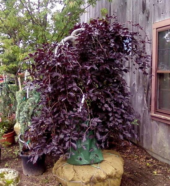 Purple weeping Beech